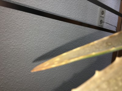 IMG_8594.JPG
