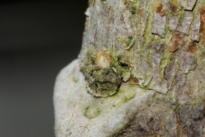 200516_eriobotrya_japonica_austrieb_1.jpg