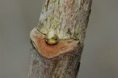200516_eriobotrya_japonica_austrieb_3.jpg