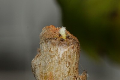 200516_eriobotrya_japonica_austrieb_2.jpg