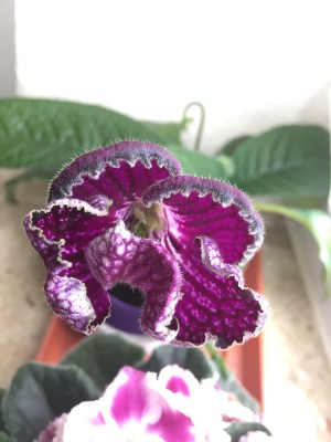Streptocarpus Solar Eclipse(1).JPG