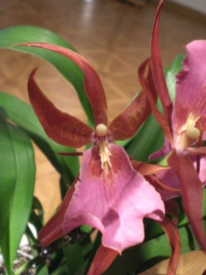 unbekannt - blüte.jpg