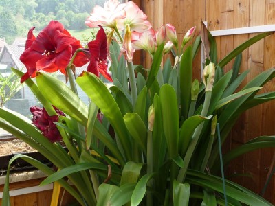 Amaryllis.jpg