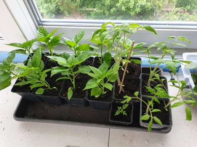 chilies.jpg