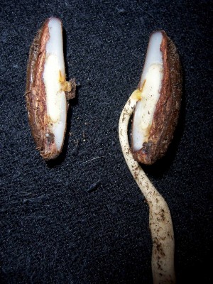 phoe1.JPG