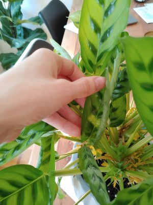 WhatsApp Image 2020-05-26 at 17.02.04.jpeg