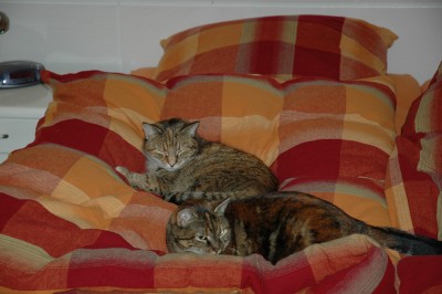 2 in einem Bett.JPG