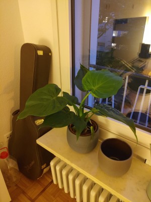 WhatsApp Image 2020-05-28 at 22.21.24 (1).jpeg