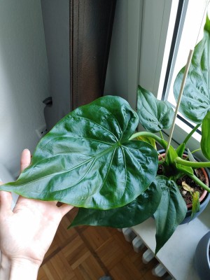 WhatsApp Image 2020-05-28 at 22.21.24.jpeg