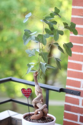 IMG_8755b.jpg