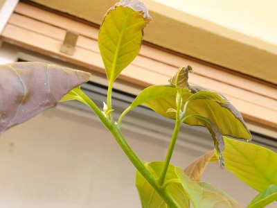 Avocado-Pflanze Blätter werden braun und rollen sich ein · Pflegen &  Schneiden & Veredeln · GREEN24 Pflanzen & Garten Forum