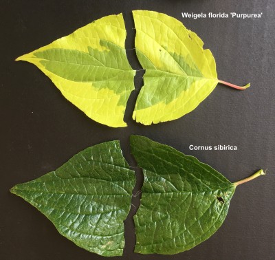 Cornus-Test_03.jpg