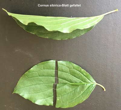 Cornus-Test_04.jpg