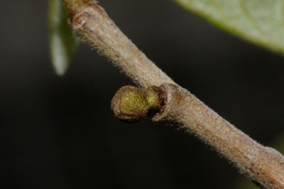 200608_cherimoya_2.jpg