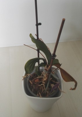 Orchidee 2.jpg