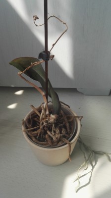 Orchidee 3.jpg