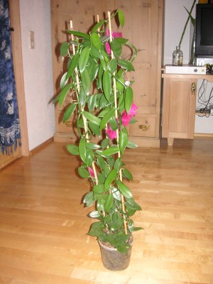 Vanille1 002.JPG