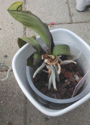 Orchidee 2 c.jpg