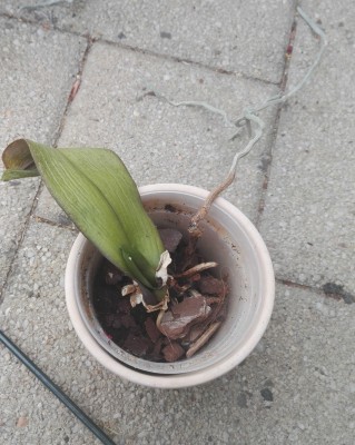 Orchidee 3 b.jpg