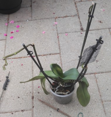 Orchidee 6 a.jpg