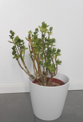 Kalanchoe A 1.jpg