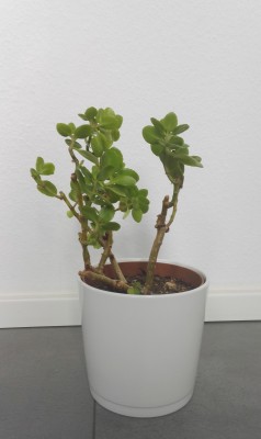 Kalanchoe B 1.jpg