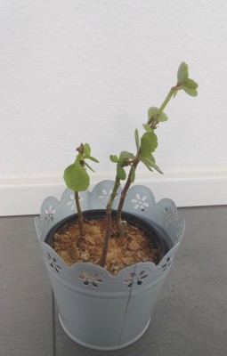 Kalanchoe E 1.jpg