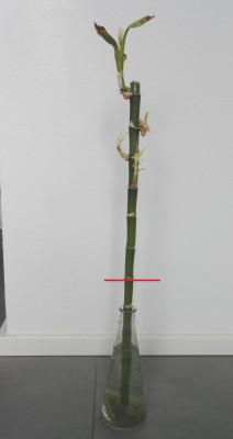 Dracaena  A 2.jpg