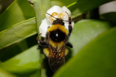 200611_hummel_orange.jpg