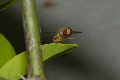 200611_schwebfliege_citrus.jpg