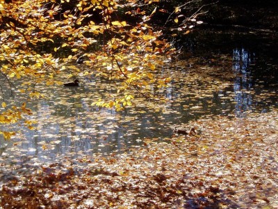 fall.JPG