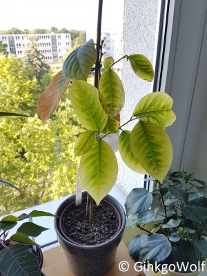 Cherimoya_200614.jpg