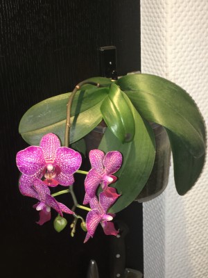 Phal-IV_hängend_01_2020-06.jpg