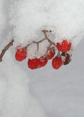 nachtschnee.JPG