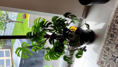 IMG_20200616_090634.jpg