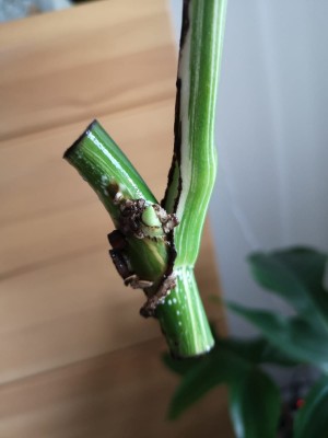 Monstera deliciosa variegata - Ableger aufgequollen · Samen & Anzucht &  Vermehrung · GREEN24 Pflanzen & Garten Forum