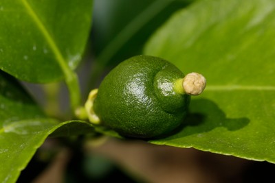 200622_citrus_latifolia.jpg