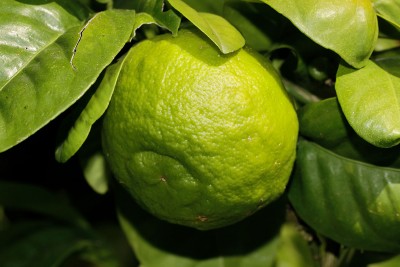 200622_citrus_aurantium_.jpg