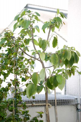 200624_annona_cherimola.jpg