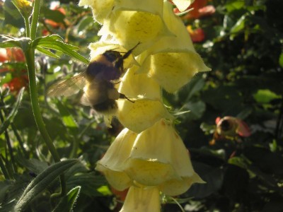digihummel.JPG