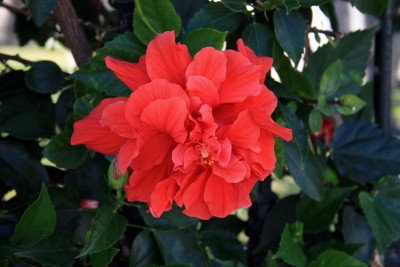 gefuellter-hibiscus.jpg