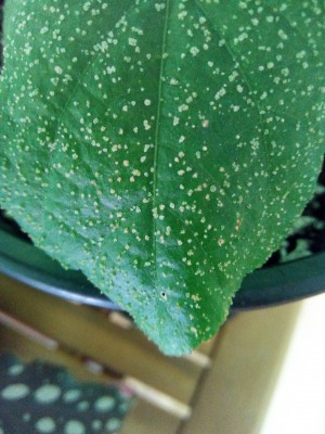 IMG_20200630_133308.jpg