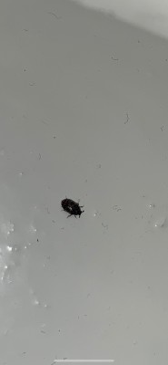 Hilfe! Kleine schwarze Käfer in Zimmerpflanzen · Pflanzenkrankheiten &  Schädlinge · GREEN24 Pflanzen & Garten Forum