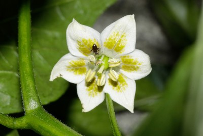 200702_capsicum_baccatum_escabeche.jpg