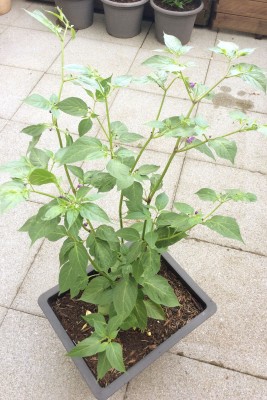 200702_rocoto_aji_largo.jpg