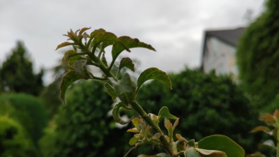 IMG_20200704_135647.jpg
