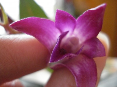 bilder Dez.2007 015.jpg