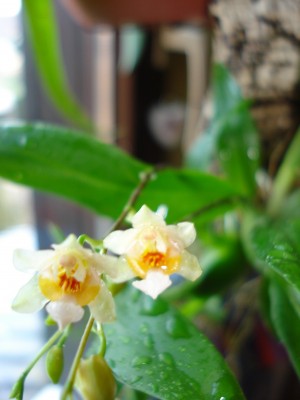 bilder Dez.2007 041.jpg