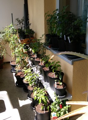 20200707_145332.jpg
