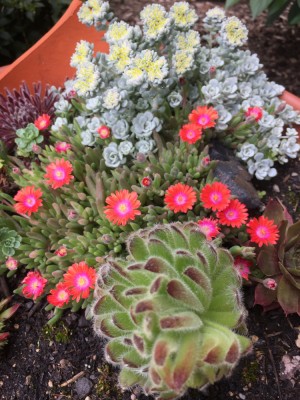 Hauswurzschale (1).JPG